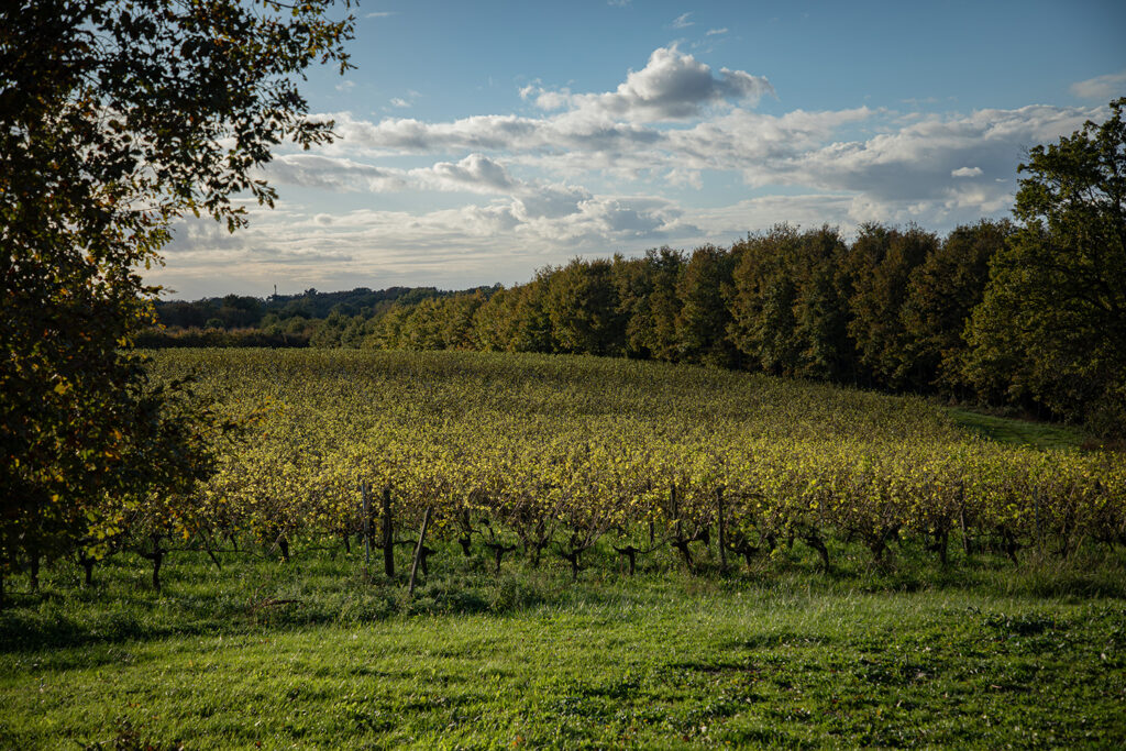 Vignes biologiques du Domaine de Récapet à Targuerie en Bas‑Armagnac, Gers